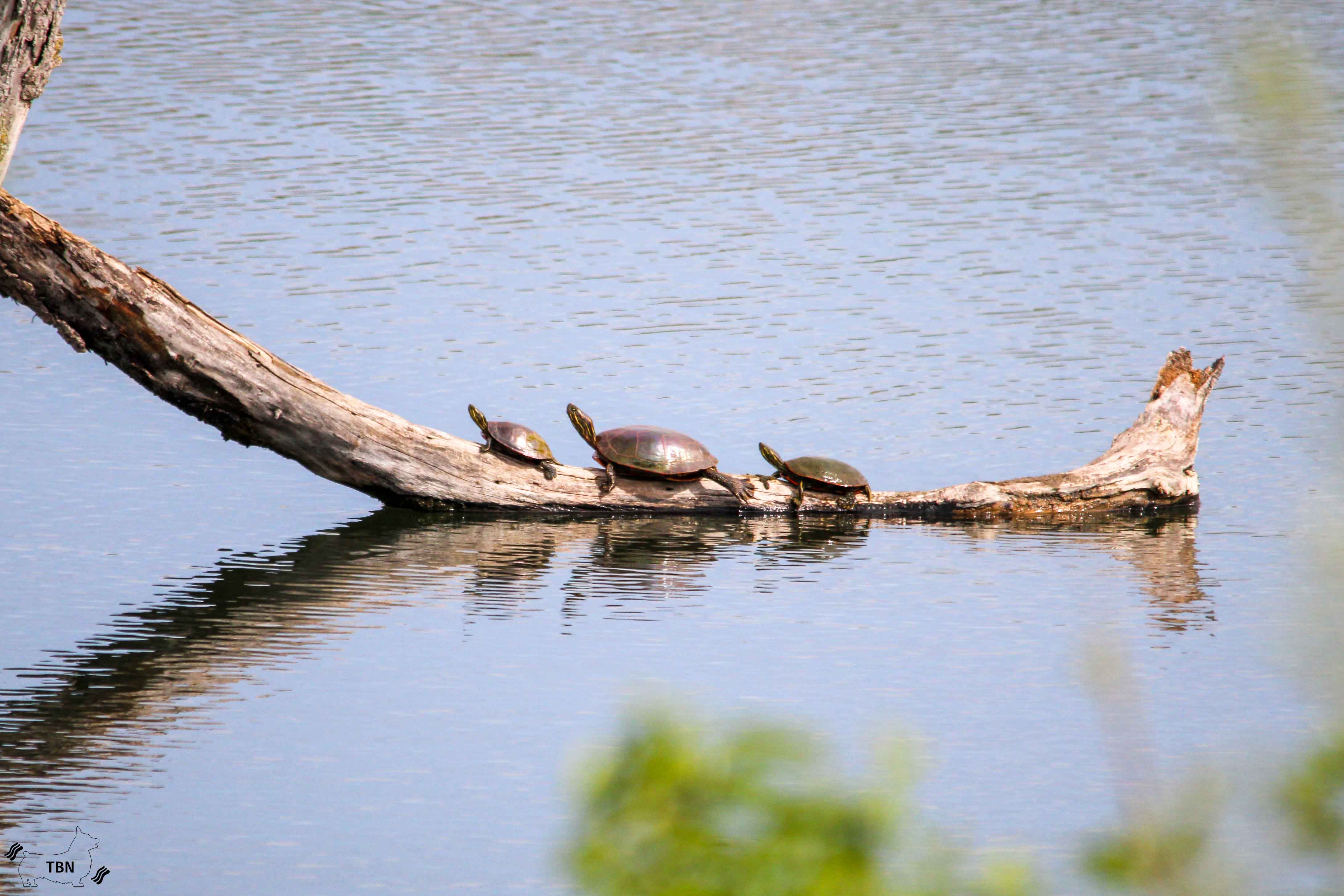 Painted Turtle